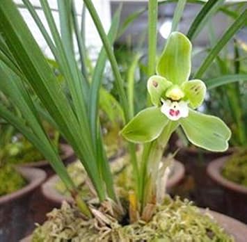 Flower Seeds, Seeds,Seeds For Planting,Plant Seeds