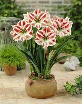 Flower Seeds, Seeds,Seeds For Planting,Plant Seeds