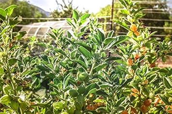 Flower Seeds, Seeds,Seeds For Planting,Plant Seeds