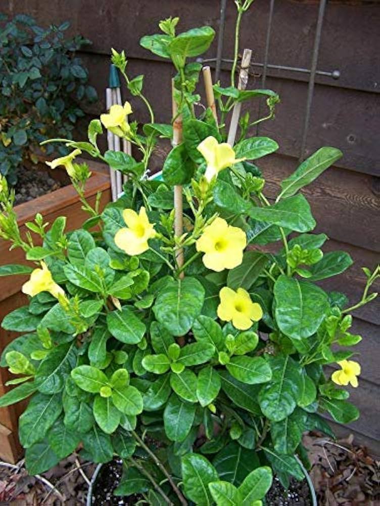 Yellow Mandevilla Flower Seeds for Planting – Cottage Garden Essential, Heirloom &amp; Non-GMO Seeds