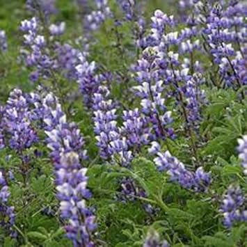 Flower Seeds, Seeds,Seeds For Planting,Plant Seeds