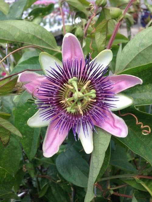 Green Purple Hoya Carnosa Flower Seeds for Planting – Heirloom, Non-GMO, High Germination Garden Seeds