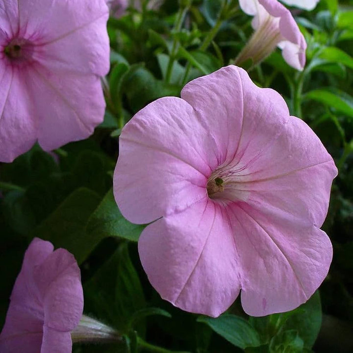 Light Pink Petunia Flower seeds for Planting - Vibrant Colors, Heirloom &amp; GMO Free Seeds for Home Garden Non-GMO High Germination