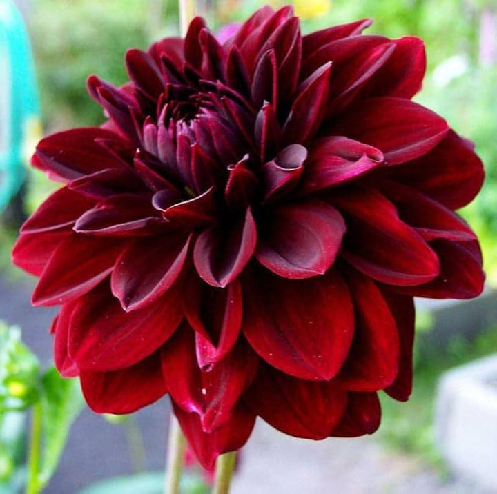 Maroon Red Dahlia Flower Seeds for Planting – Heirloom, Non-GMO, High Germination Organic Garden Seeds