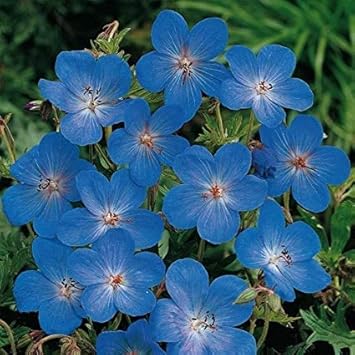 Flower Seeds, Seeds,Seeds For Planting,Plant Seeds