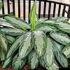 Aglaonema Green for Planting – Easy to Grow, Heirloom & Non-GMO Garden Seeds