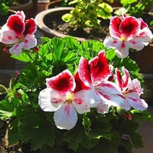 Flower Seeds, Seeds,Seeds For Planting,Plant Seeds