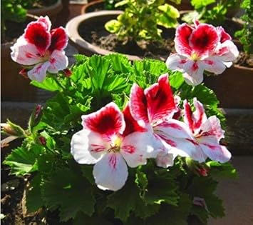 Flower Seeds, Seeds,Seeds For Planting,Plant Seeds