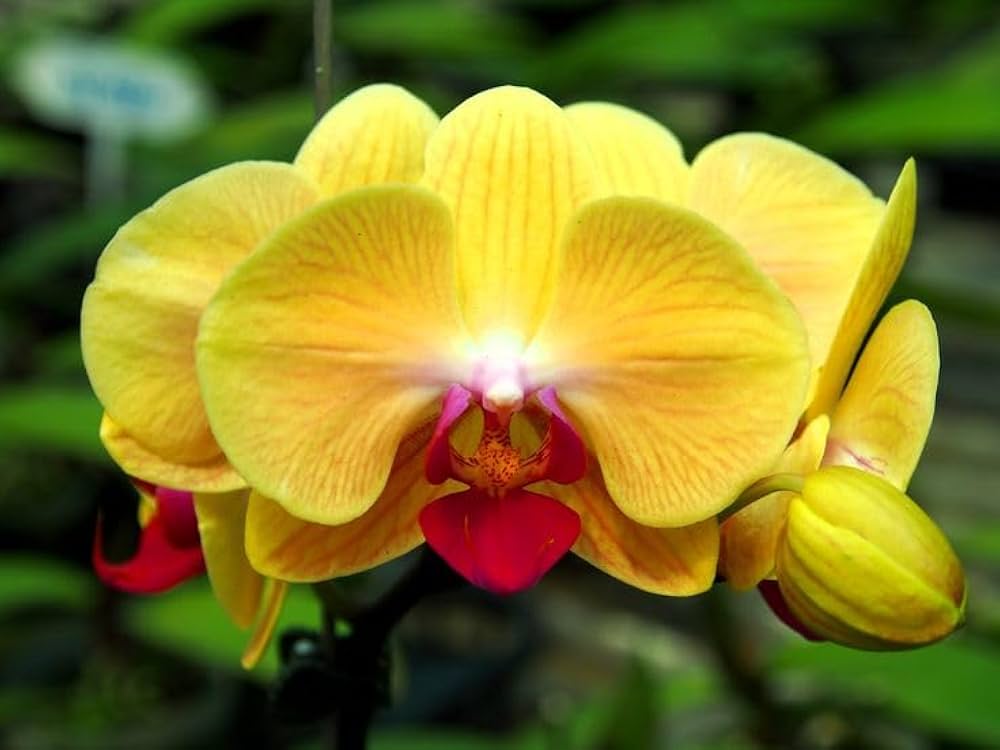 Deep Yellow Phalaenopsis Orchid Flower Seeds for Planting – Heirloom, Non-GMO, High Germination