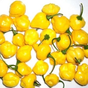 Vegetable Seeds,Garden seeds, Seeds For Planting,Plant Seeds