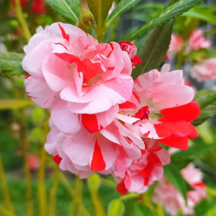 Flower Seeds, Seeds,Seeds For Planting,Plant Seeds