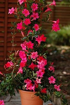 Flower Seeds, Seeds,Seeds For Planting,Plant Seeds