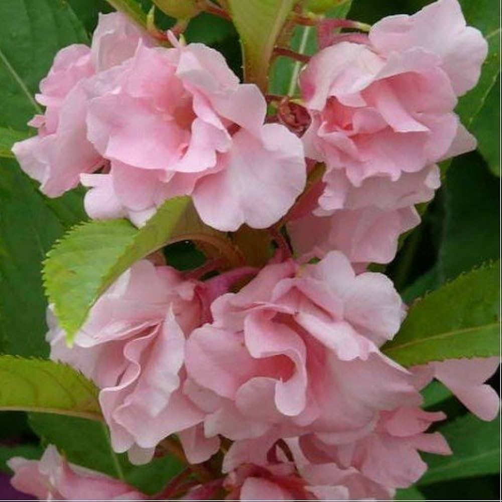 Flower Seeds, Seeds,Seeds For Planting,Plant Seeds