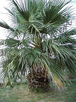 Vegetable Seeds,Garden seeds, Seeds For Planting,Plant Seeds