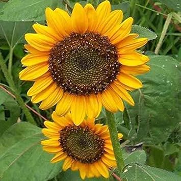 Flower Seeds, Seeds,Seeds For Planting,Plant Seeds