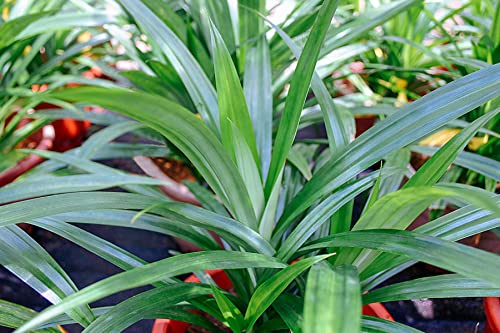 Pandan Herb Seeds for Planting – Heirloom, Non-GMO, Organic Garden Seeds with High Germination for Culinary