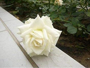 Flower Seeds, Seeds,Seeds For Planting,Plant Seeds