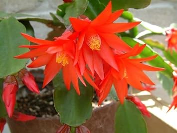 Flower Seeds, Seeds,Seeds For Planting,Plant Seeds