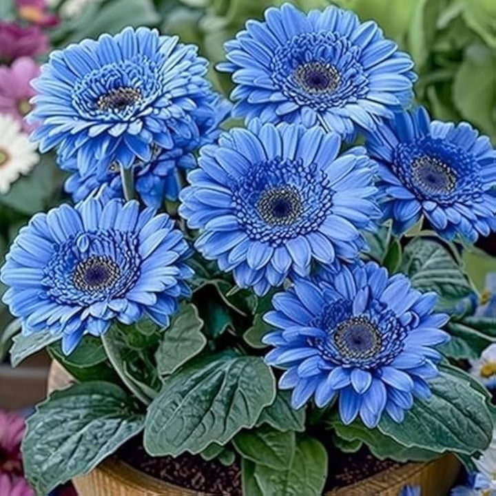 Blue Gerbera Daisy Flower Seeds for Planting – Heirloom, Non-GMO, High Germination Organic Garden Seeds