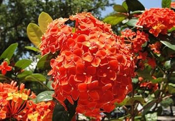 Flower Seeds, Seeds,Seeds For Planting,Plant Seeds