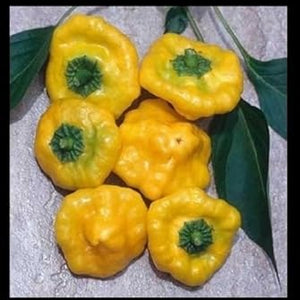 Vegetable Seeds,Garden seeds, Seeds For Planting,Plant Seeds