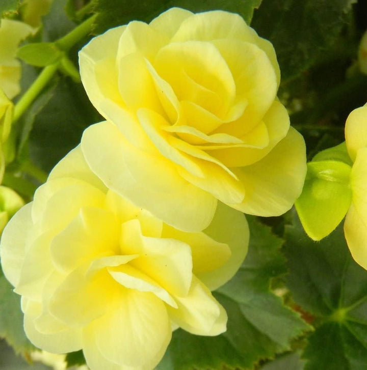 Flower Seeds, Seeds,Seeds For Planting,Plant Seeds