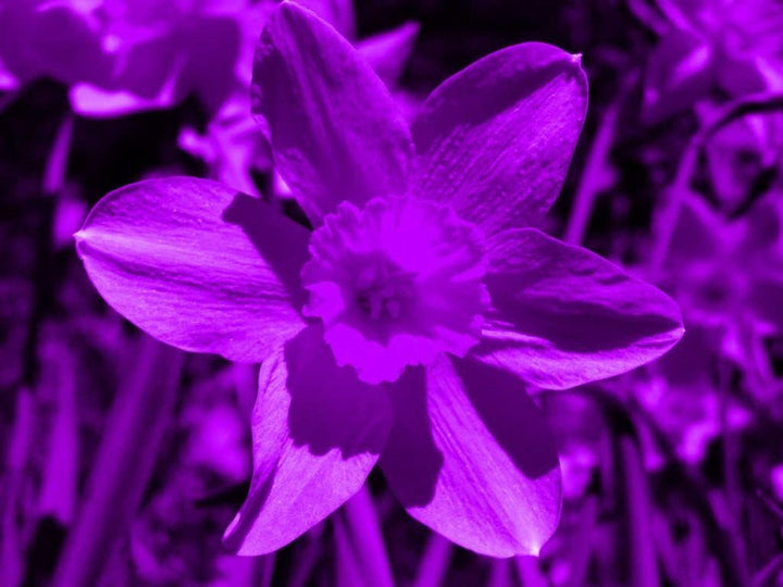 Flower Seeds, Seeds,Seeds For Planting,Plant Seeds
