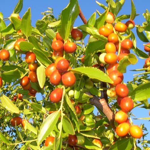 Mauritiana Fruit Seeds for Planting – Heirloom Non-GMO Hardy Tropical Orchard Tree Seeds with High Germination