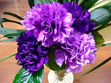 Flower Seeds, Seeds,Seeds For Planting,Plant Seeds