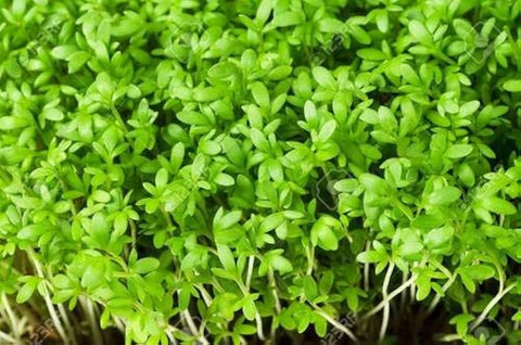 Flower Seeds, Seeds,Seeds For Planting,Plant Seeds