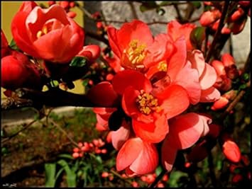 Flower Seeds, Seeds,Seeds For Planting,Plant Seeds