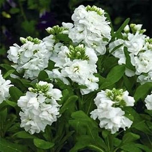 Flower Seeds, Seeds,Seeds For Planting,Plant Seeds