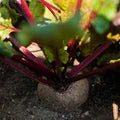 Beetroot Detroit Dark Red Seeds – Heirloom, Fast-Growing, High-Yield Root Vegetable