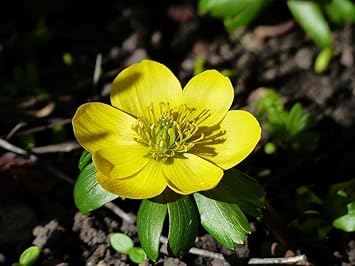 Flower Seeds, Seeds,Seeds For Planting,Plant Seeds