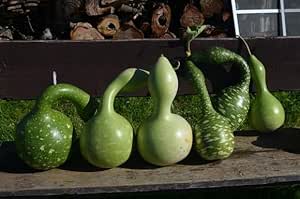 Green Lagenaria Siceraria seeds for planting - Heirloom & Non-GMO vegetable garden seeds
