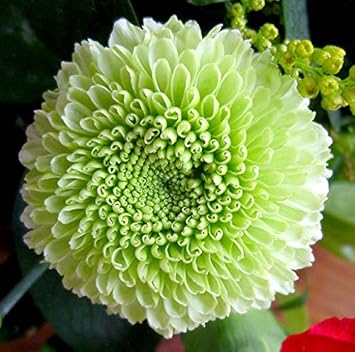 Flower Seeds, Seeds,Seeds For Planting,Plant Seeds