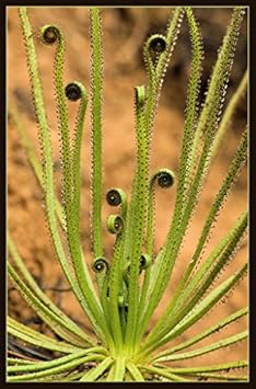 Vegetable Seeds,Garden seeds, Seeds For Planting,Plant Seeds