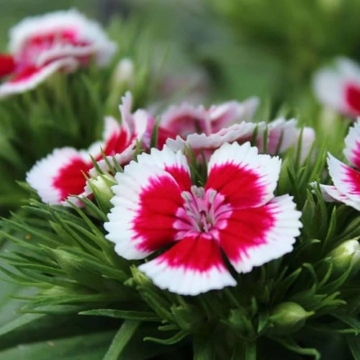 Dianthus Red White Flower Seeds for Planting – Heirloom Non-GMO, High Germination Organic Garden Seeds