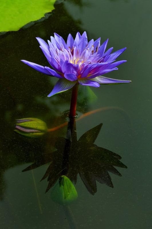 Blue Lotus Seeds (Nymphaea caerulea) – Heirloom, Non-GMO Water Garden Seeds