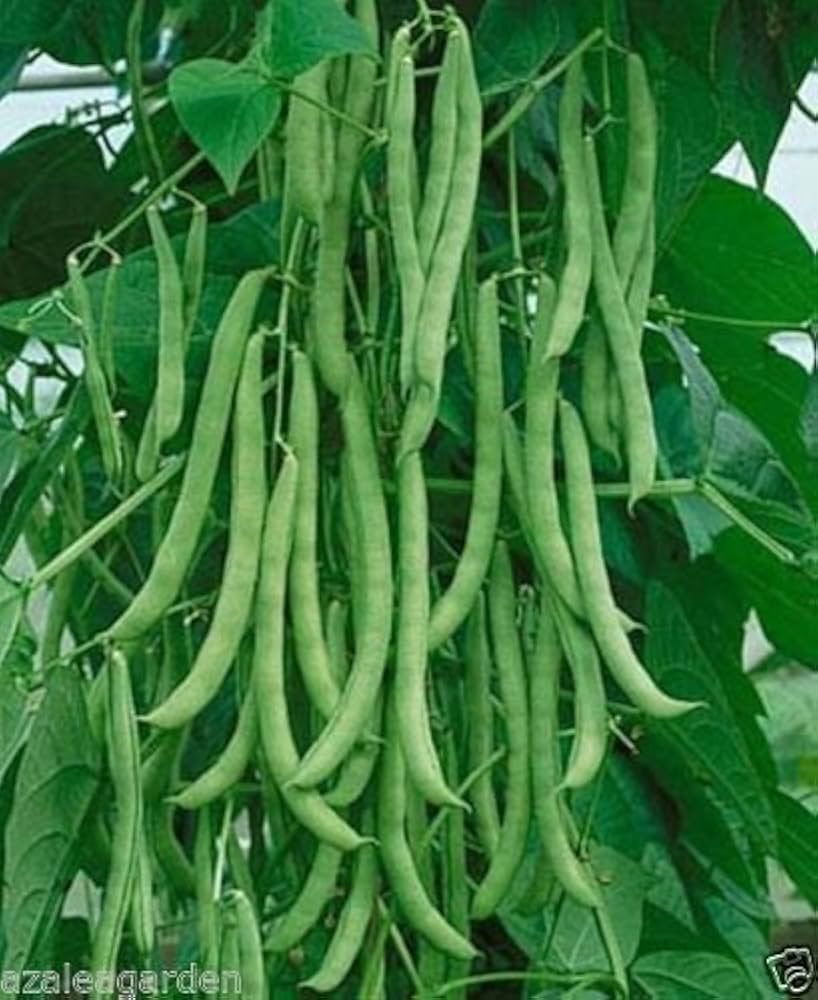 Green Bean Vegetable Seeds for Planting – Heirloom & Non-GMO Garden Seeds
