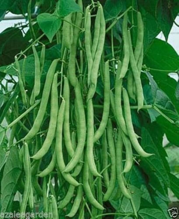 Green Bean Vegetable Seeds for Planting – Heirloom & Non-GMO Garden Seeds