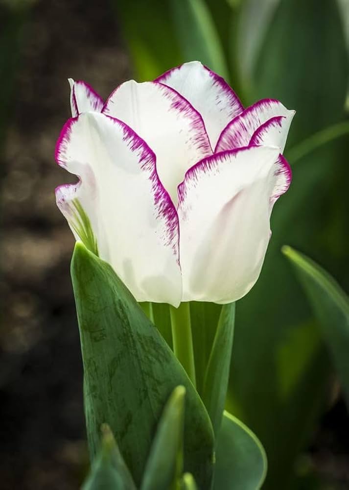 White Purple Tulip Flower Seeds for Planting – Heirloom Non-GMO, High Germination Organic Garden Seeds
