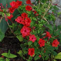 Red Mirabilis Scarlet Flower Seeds for Planting – Colorful Display Heirloom, Non-GMO, High Germination Garden Seeds