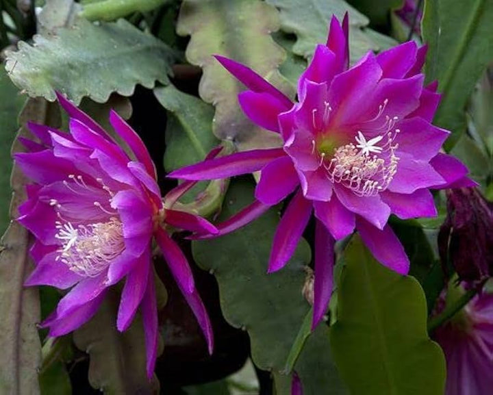 Purple Epiphyllum Oxypetalum Flower Seeds for Planting – Heirloom, Non-GMO, High Germination Seeds