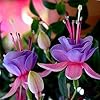 Fuchsia Light Violet Flower Seeds for Planting – Heirloom, Non-GMO, High Germination Organic Garden Seeds, Long Bloom Season