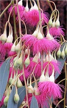 Herb Seeds,Garden seeds, Seeds For Planting,Plant Seeds