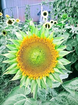 Flower Seeds, Seeds,Seeds For Planting,Plant Seeds