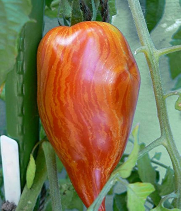 Vegetable Seeds,Garden seeds, Seeds For Planting,Plant Seeds