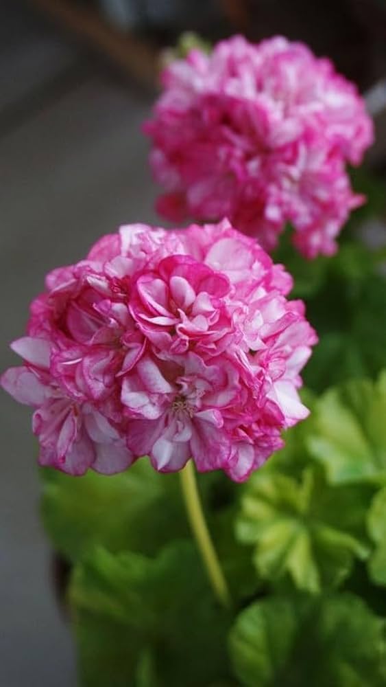 Geranium Flower Seeds for Planting, Pink – Shade Tolerant, Heirloom, Non-GMO, High Germination Organic Garden Seeds