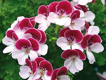 Flower Seeds, Seeds,Seeds For Planting,Plant Seeds